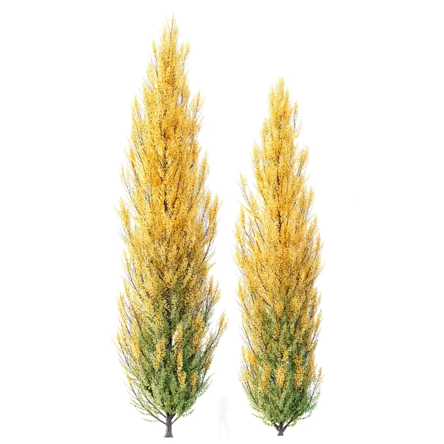 AV Acer X freemanii Freeman Maple Sapindaceae set 06 - Image 3