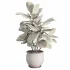Ficus_Elastica_Variegata_Rustic_Ceramic_Planter - Thumbnail 3