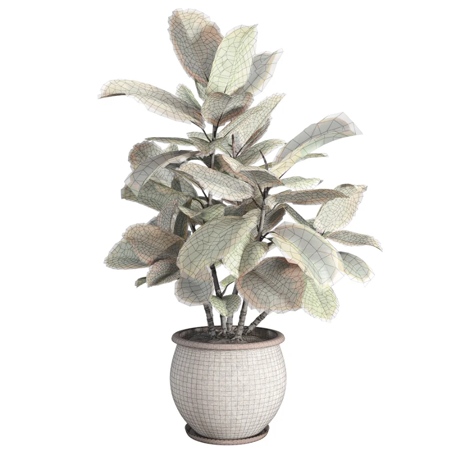 Ficus_Elastica_Variegata_Rustic_Ceramic_Planter - Image 3
