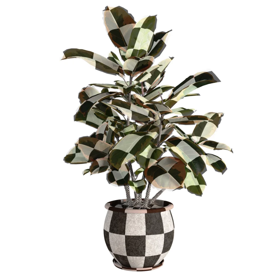 Ficus_Elastica_Variegata_Rustic_Ceramic_Planter - Image 2