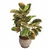 Ficus_Elastica_Variegata_Rustic_Ceramic_Planter - Thumbnail 1