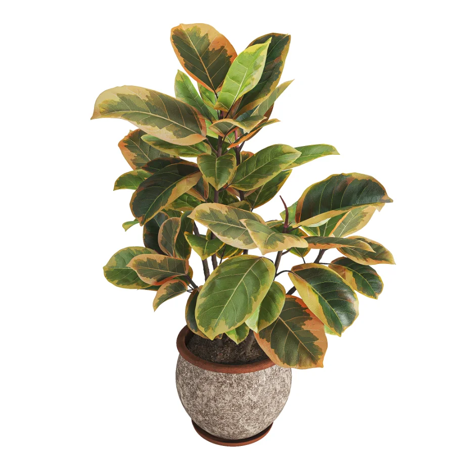 Ficus_Elastica_Variegata_Rustic_Ceramic_Planter - Image 1