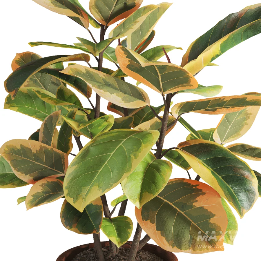 Ficus_Elastica_Variegata_Rustic_Ceramic_Planter - Image 4