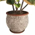 Ficus_Elastica_Variegata_Rustic_Ceramic_Planter - Thumbnail 5