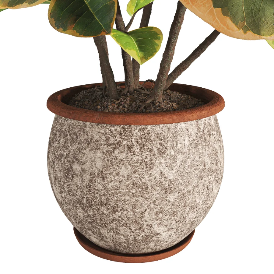 Ficus_Elastica_Variegata_Rustic_Ceramic_Planter - Image 5