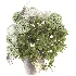 Flower in Vase - Thumbnail 4