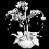 Orchid Puple - Thumbnail 6