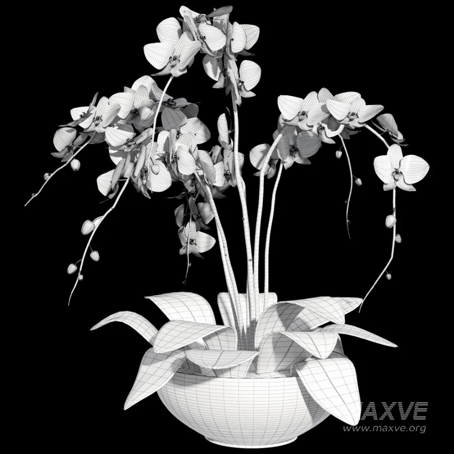 Orchid Puple - Image 6