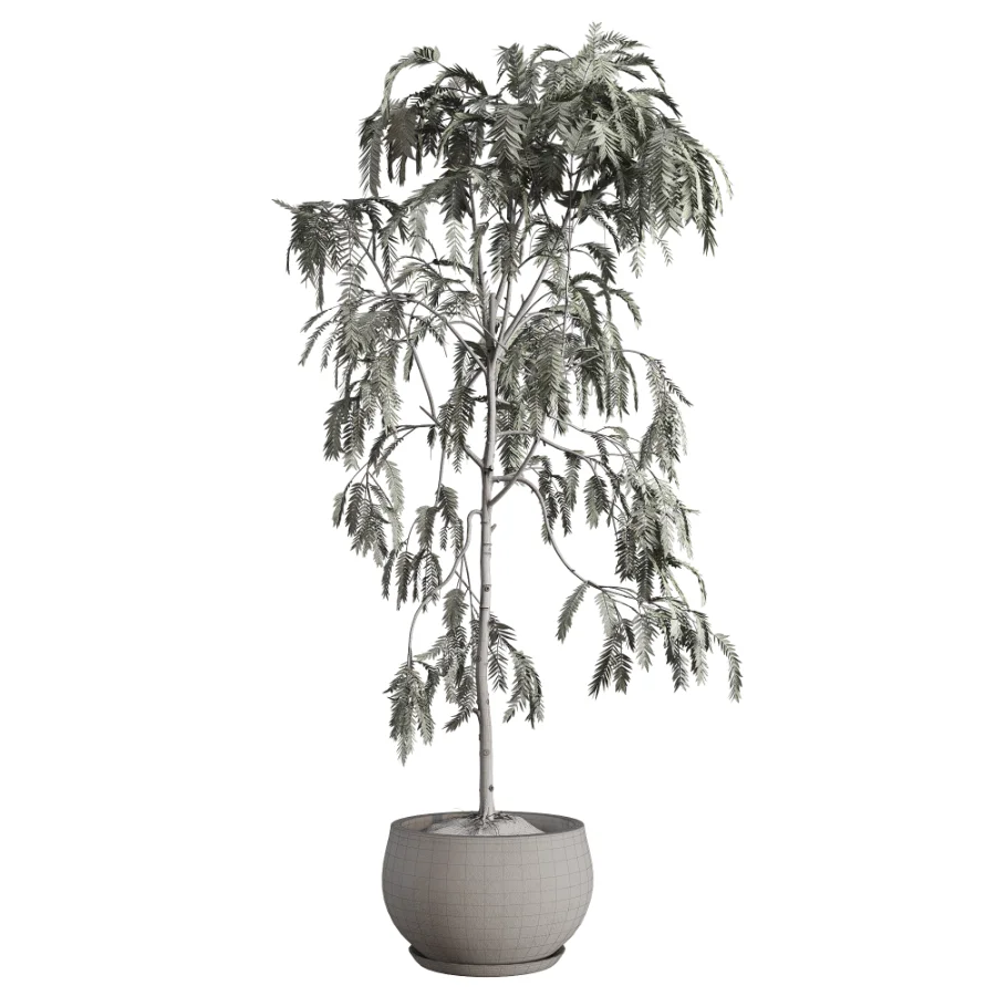 Drooping Willow Acacia Salicina Stone Planter - Image 3