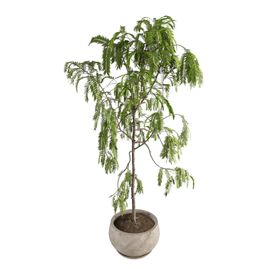 Drooping Willow Acacia Salicina Stone Planter - Image 4