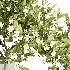 Bouquet Blooming Branch Spring Flowers in a Glass Vase - Thumbnail 4