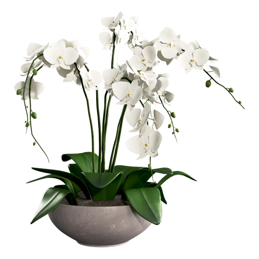 Orchid Puple - Image 2