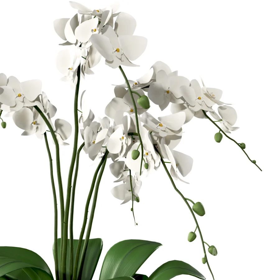 Orchid Puple - Image 5