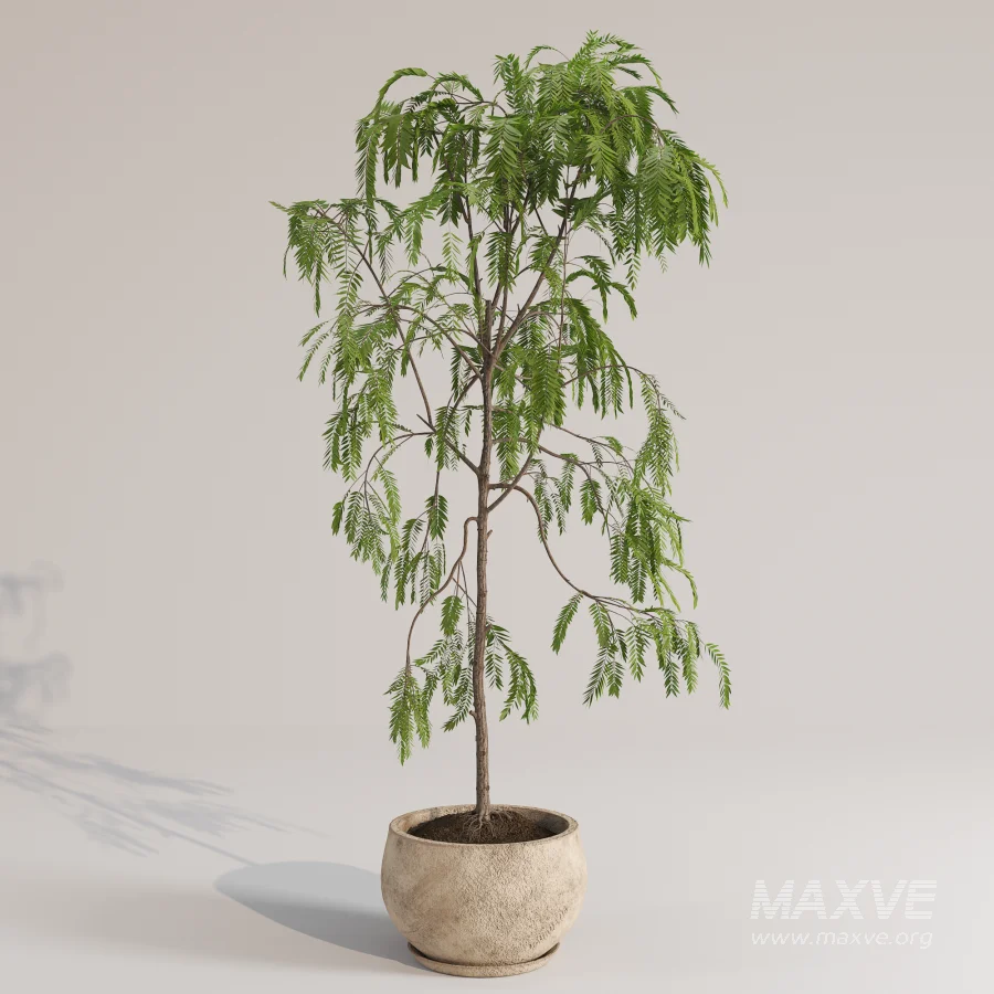 Drooping Willow Acacia Salicina Stone Planter - Image 1