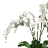 Orchid Puple - Thumbnail 4