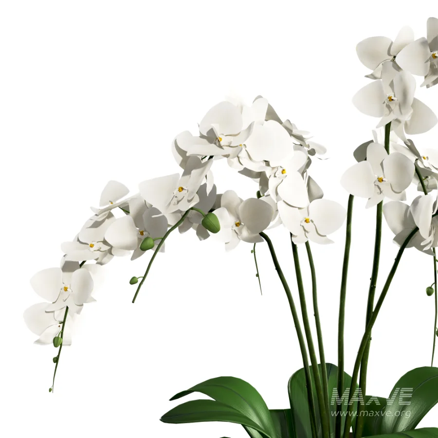 Orchid Puple - Image 4