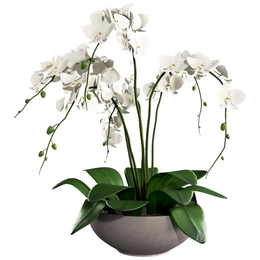Orchid Puple - Image 1