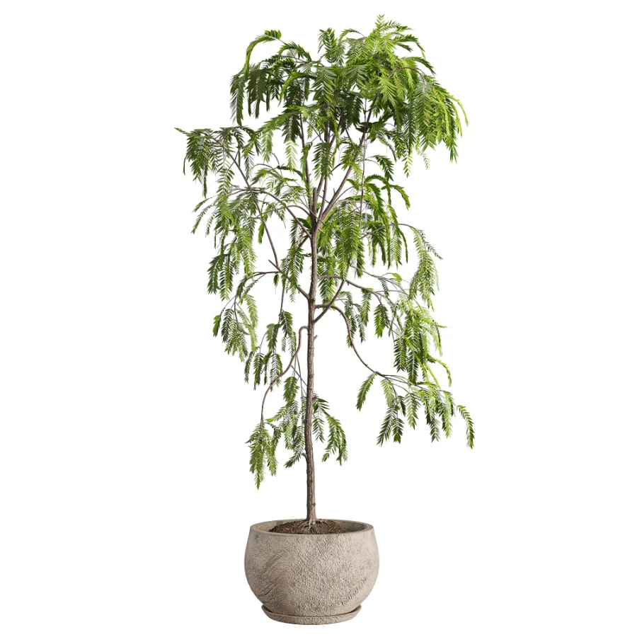 Drooping Willow Acacia Salicina Stone Planter - Image 2