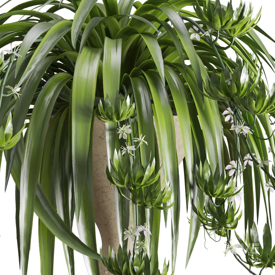 Spider Plant Chlorophytum Marble Hourglass Planter - Image 4