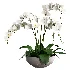 Orchid Puple - Thumbnail 3