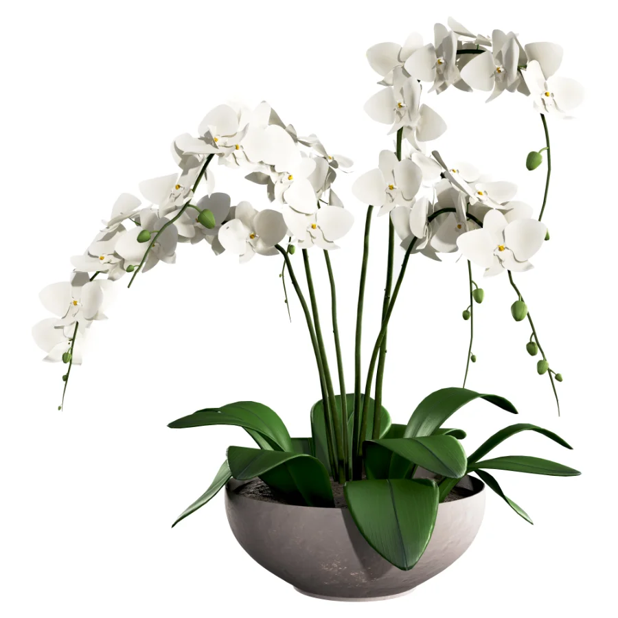 Orchid Puple - Image 3