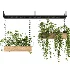 Hanging Plant 03 - Thumbnail 4