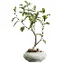 AV Indoor Plants Set 441 Areca Palm and Ficus Dracaena Marginata and Euphorbia Drupifera and Ravenala Banana - Thumbnail 3