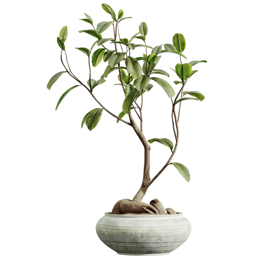 AV Indoor Plants Set 441 Areca Palm and Ficus Dracaena Marginata and Euphorbia Drupifera and Ravenala Banana - Image 3