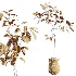 AV Indoor Plants Set 441 Areca Palm and Ficus Dracaena Marginata and Euphorbia Drupifera and Ravenala Banana - Thumbnail 6