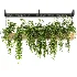Hanging Plant 02 - Thumbnail 2