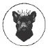 King French Bulldog - Thumbnail 3