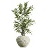 AV Indoor Plants Set 441 Areca Palm and Ficus Dracaena Marginata and Euphorbia Drupifera and Ravenala Banana - Thumbnail 9