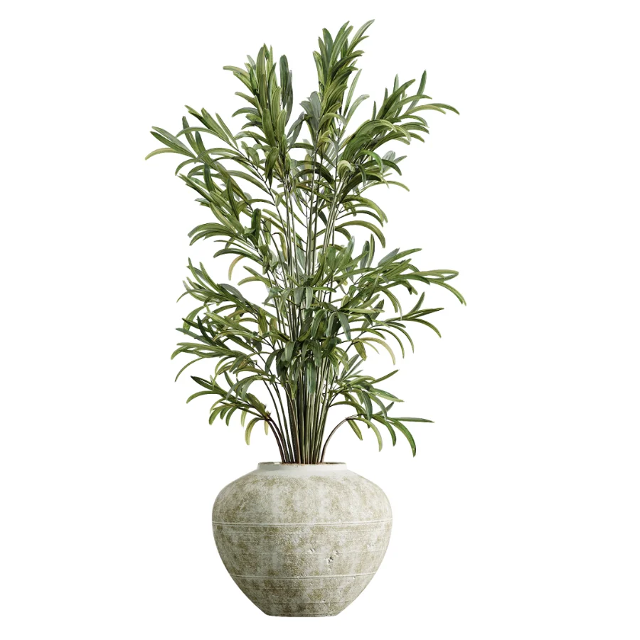 AV Indoor Plants Set 441 Areca Palm and Ficus Dracaena Marginata and Euphorbia Drupifera and Ravenala Banana - Image 9