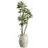 AV Indoor Plants Set 441 Areca Palm and Ficus Dracaena Marginata and Euphorbia Drupifera and Ravenala Banana - Thumbnail 1