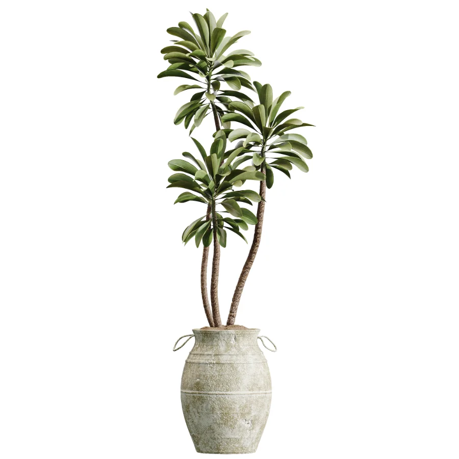 AV Indoor Plants Set 441 Areca Palm and Ficus Dracaena Marginata and Euphorbia Drupifera and Ravenala Banana - Image 1