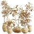 AV Indoor Plants Set 441 Areca Palm and Ficus Dracaena Marginata and Euphorbia Drupifera and Ravenala Banana - Thumbnail 10