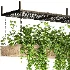 Hanging Plant 02 - Thumbnail 5