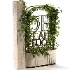 English Ivy 02 - Thumbnail 3
