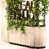 English Ivy 02 - Thumbnail 6