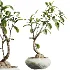 AV Indoor Plants Set 441 Areca Palm and Ficus Dracaena Marginata and Euphorbia Drupifera and Ravenala Banana - Thumbnail 7