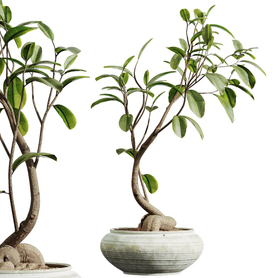 AV Indoor Plants Set 441 Areca Palm and Ficus Dracaena Marginata and Euphorbia Drupifera and Ravenala Banana - Image 7