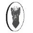 King French Bulldog - Thumbnail 1