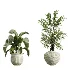 AV Indoor Plants Set 441 Areca Palm and Ficus Dracaena Marginata and Euphorbia Drupifera and Ravenala Banana - Thumbnail 4