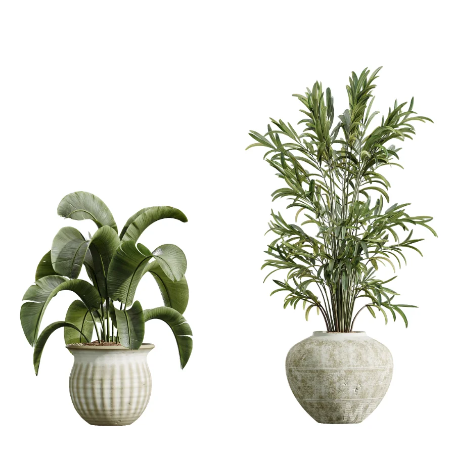 AV Indoor Plants Set 441 Areca Palm and Ficus Dracaena Marginata and Euphorbia Drupifera and Ravenala Banana - Image 4