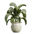 AV Indoor Plants Set 441 Areca Palm and Ficus Dracaena Marginata and Euphorbia Drupifera and Ravenala Banana - Thumbnail 5