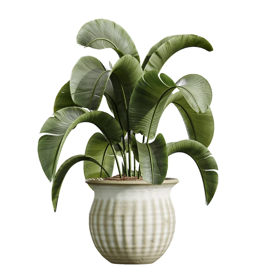 AV Indoor Plants Set 441 Areca Palm and Ficus Dracaena Marginata and Euphorbia Drupifera and Ravenala Banana - Image 5