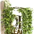 English Ivy 02 - Thumbnail 5