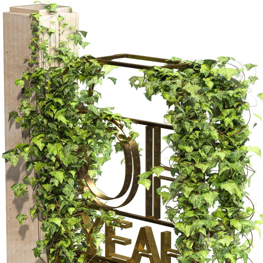 English Ivy 02 - Image 5