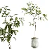 AV Indoor Plants Set 441 Areca Palm and Ficus Dracaena Marginata and Euphorbia Drupifera and Ravenala Banana - Thumbnail 2