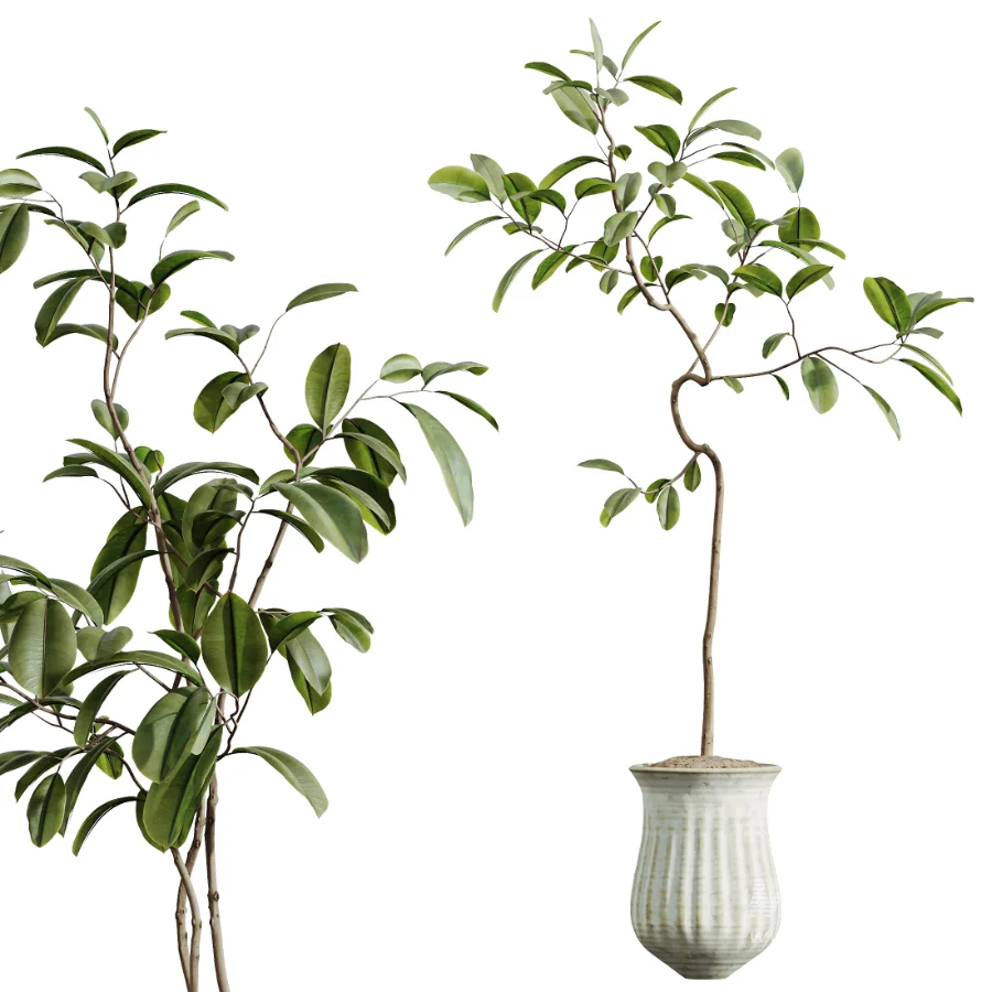AV Indoor Plants Set 441 Areca Palm and Ficus Dracaena Marginata and Euphorbia Drupifera and Ravenala Banana - Image 2